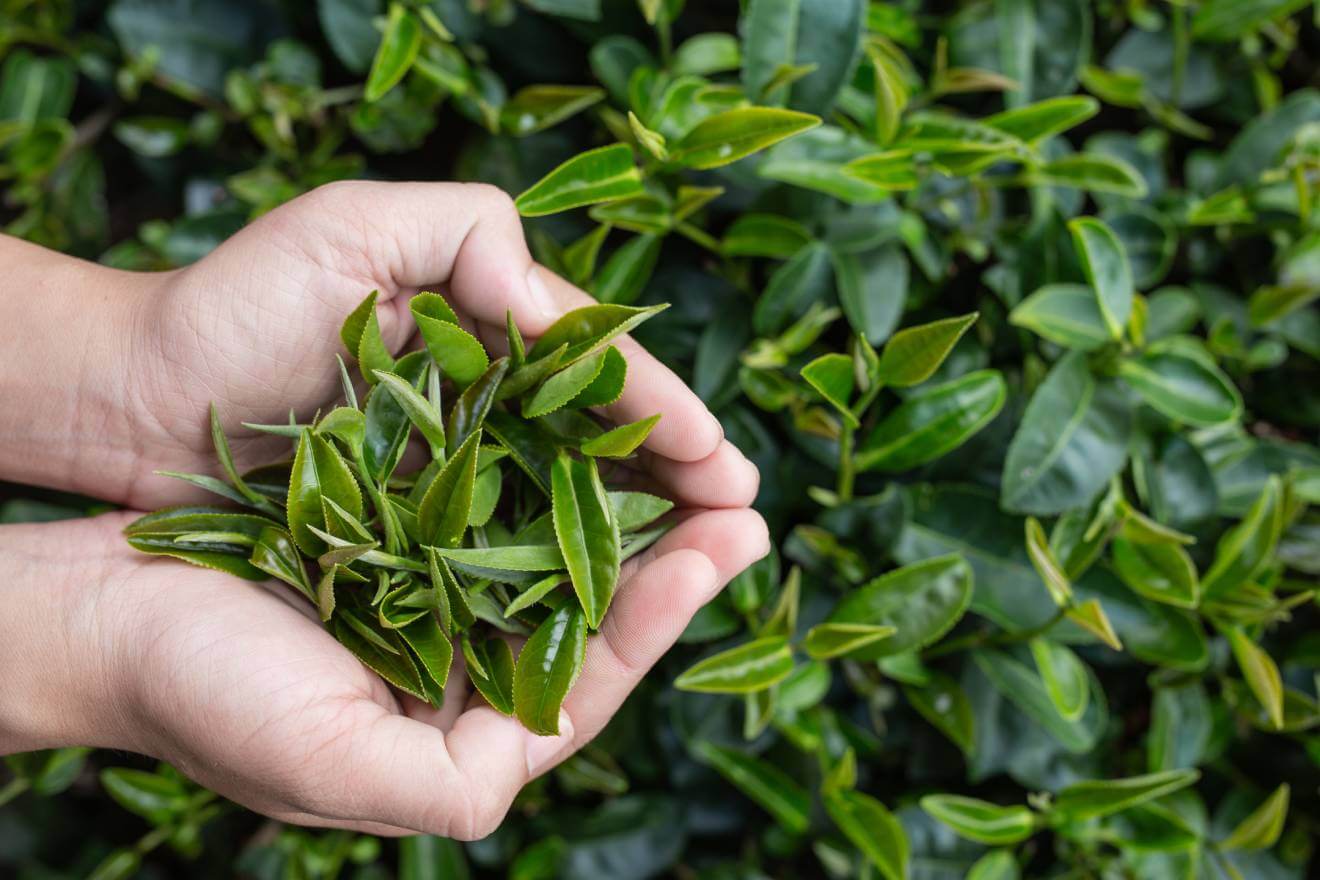 Zbiór herbaty z krzewu Camellia